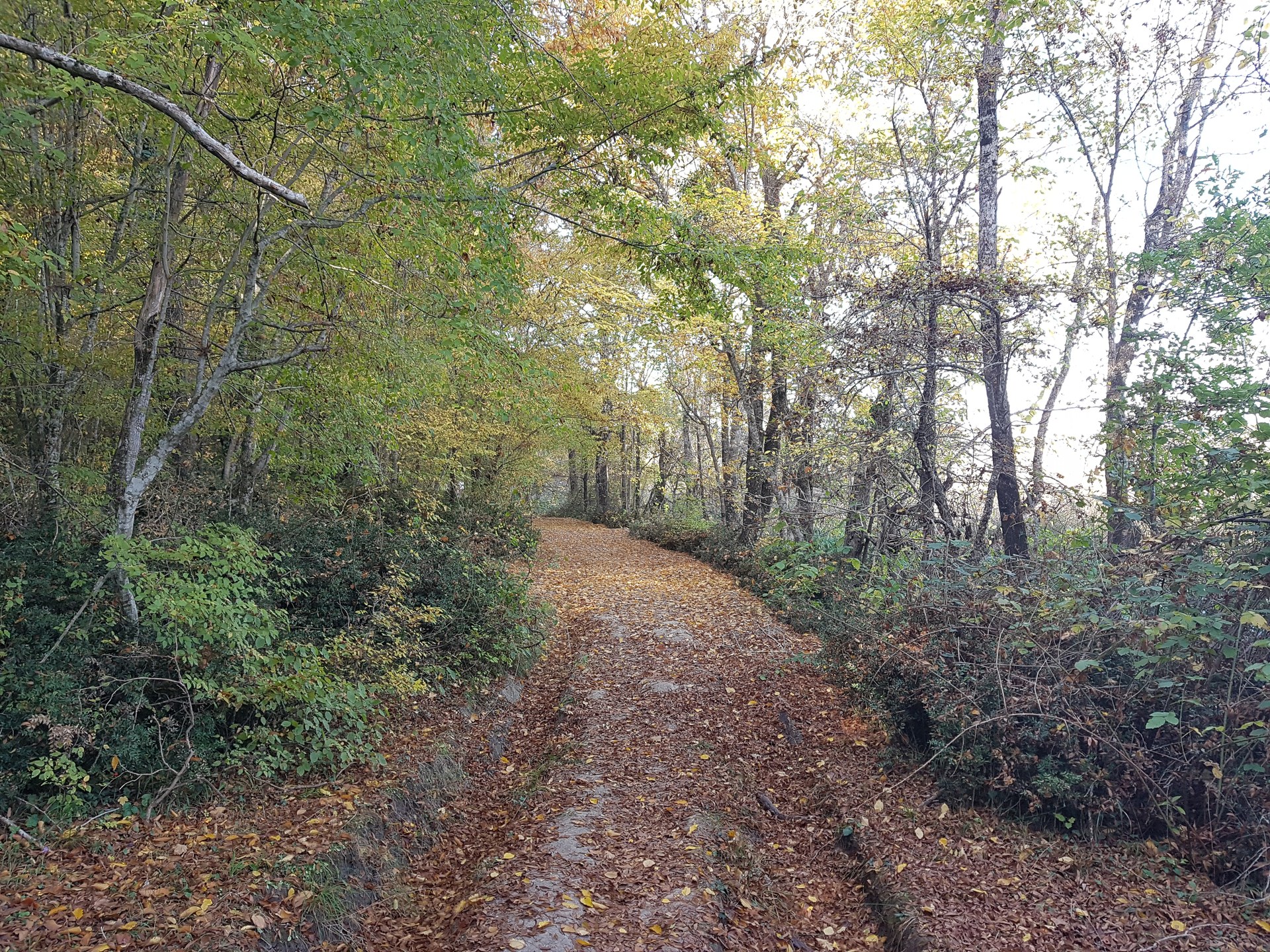 Longoz Orman İçi Yürüyüş Yolu